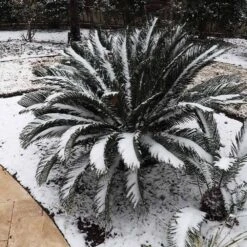 Sago Palm Tree 15 Sago Palm Tree -GreenNest Shop sago palm 8 BB