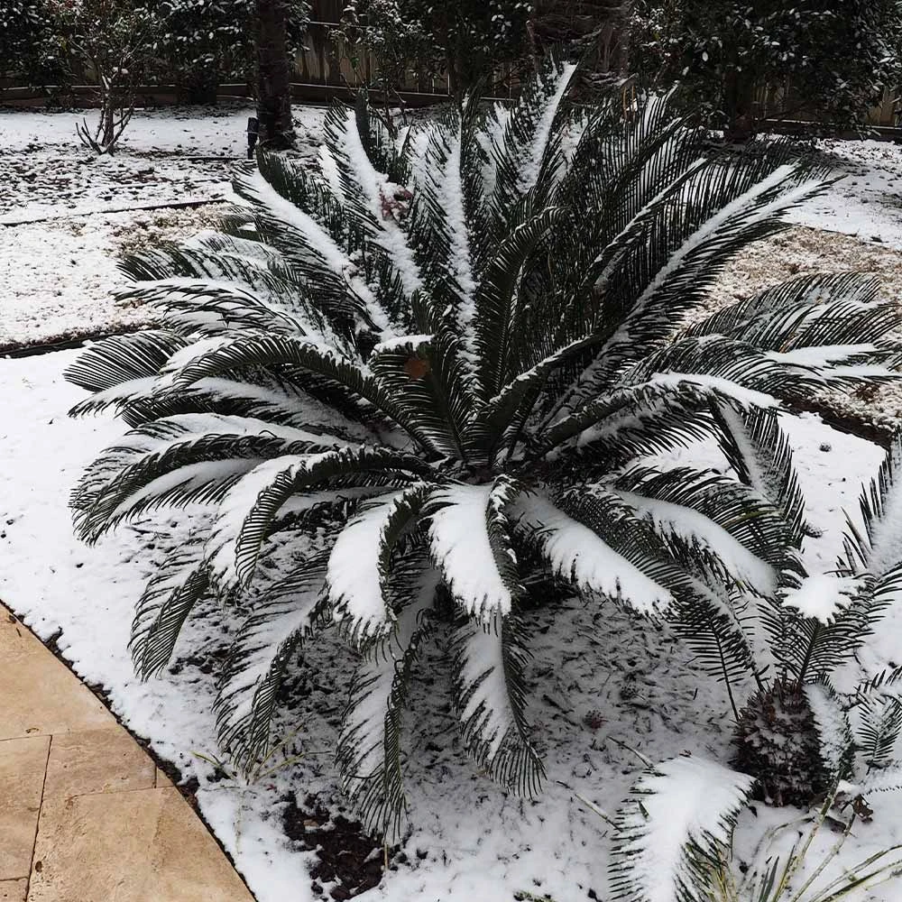 Sago Palm Tree 9 Sago Palm Tree - Image 7