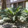 Sago Palm Tree -GreenNest Shop sago palm BB 600x600 2e523182 d61f 4ab4 9de0 d4864412962d