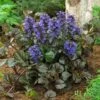 Black Scallop Ajuga Plant 1 Black Scallop Ajuga Plant -GreenNest Shop scallop 220