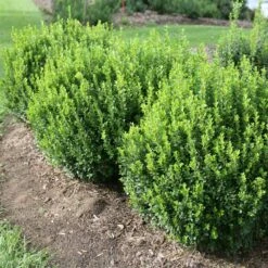 Sprinter® Boxwood Shrub 9 Sprinter® Boxwood Shrub -GreenNest Shop sprinter boxwood 1 BB
