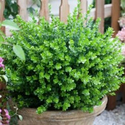 Sprinter® Boxwood Shrub 10 Sprinter® Boxwood Shrub -GreenNest Shop sprinter boxwood 3