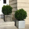 Sprinter® Boxwood Shrub 2 Sprinter® Boxwood Shrub -GreenNest Shop sprinter boxwood BB 600x600 b24a5902 adf3 4666 bd8c 950534f9e3e2