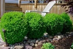 Winter Gem Boxwood Shrub -GreenNest Shop wintergem1 400 01