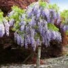 Purple Wisteria Tree -GreenNest Shop wisteria tree BB 600x600 bd76ad45 21cd 4411 b4ae b07dfd1534a3