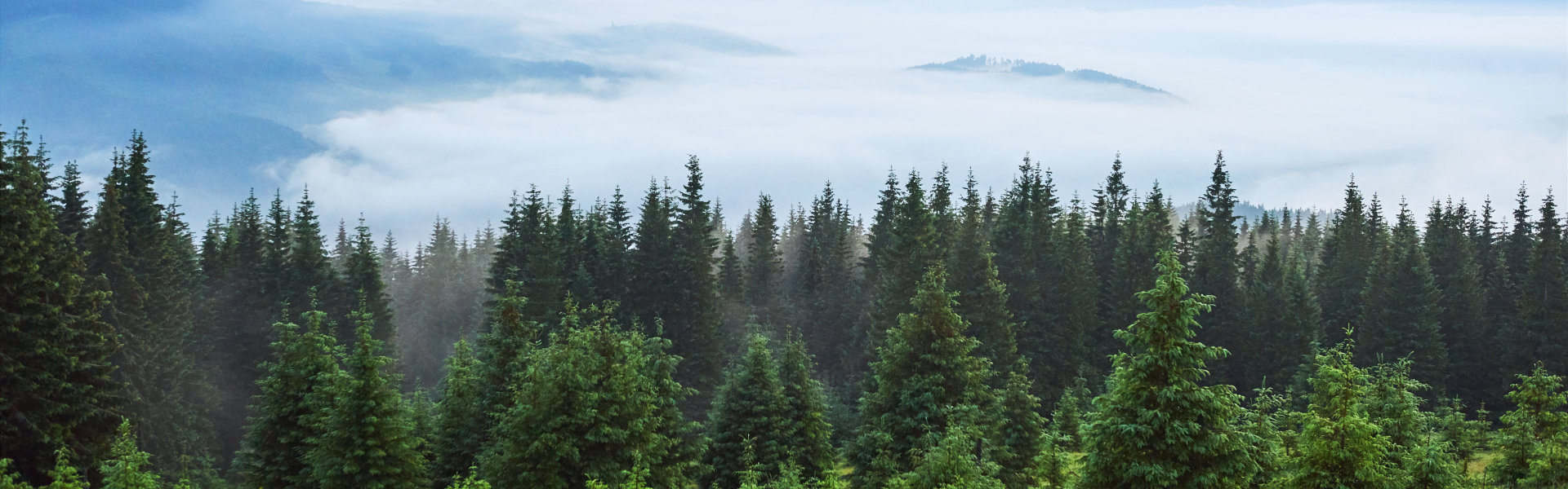 Front Page -GreenNest Shop banner969