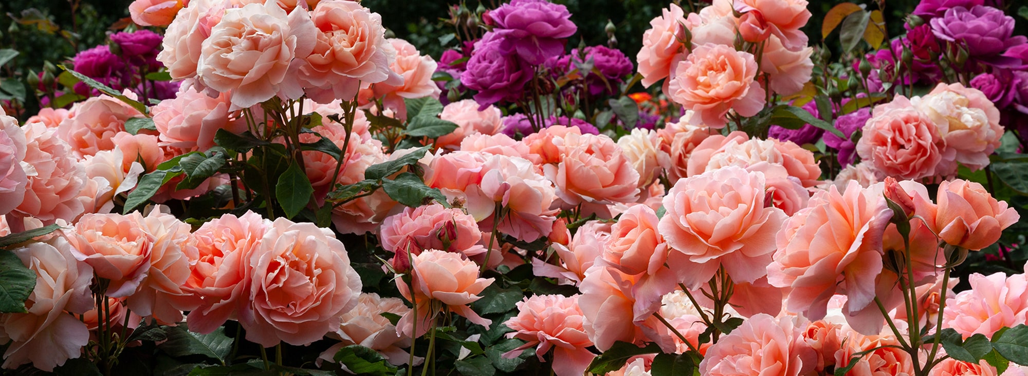 Front Page -GreenNest Shop banner975